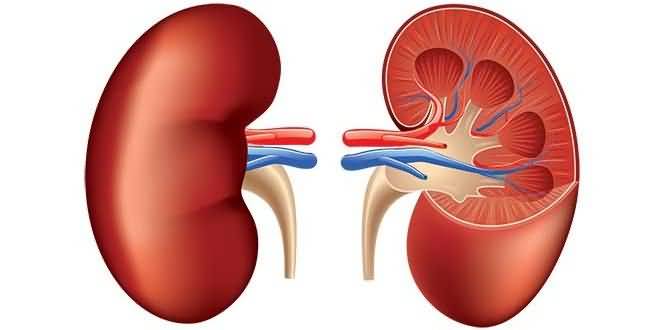 About the kidney